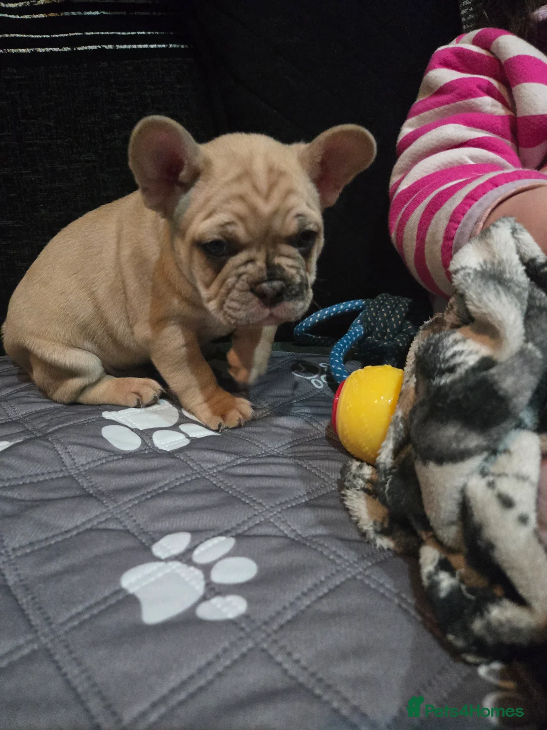 French Bulldog dogs for sale: 2 Frenchie pups ready 1 week - Advert 6