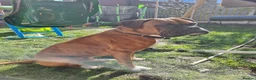 Boxer dogs for stud: Proven KC Red with Black Mask Boxer Hrt Sc 0 in Preston - Advert 3