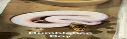 Python Snake reptiles for sale: Ball python collection  - Advert 8