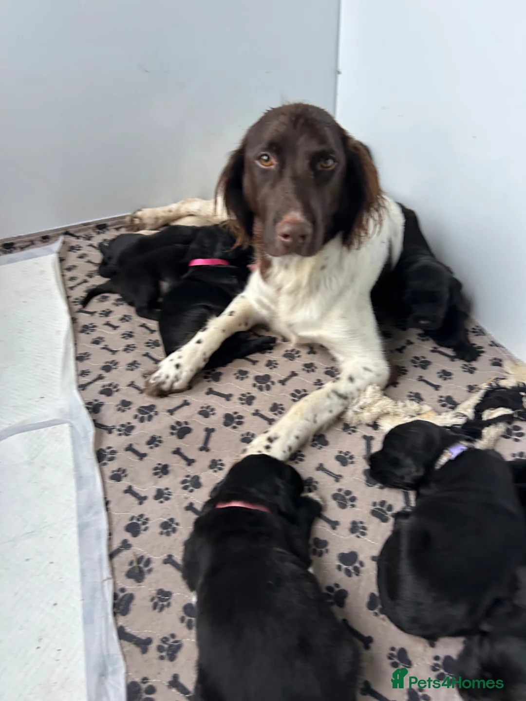 Mixed Breed dogs for sale: Small Munsterlander x golden retriever  - Advert 2