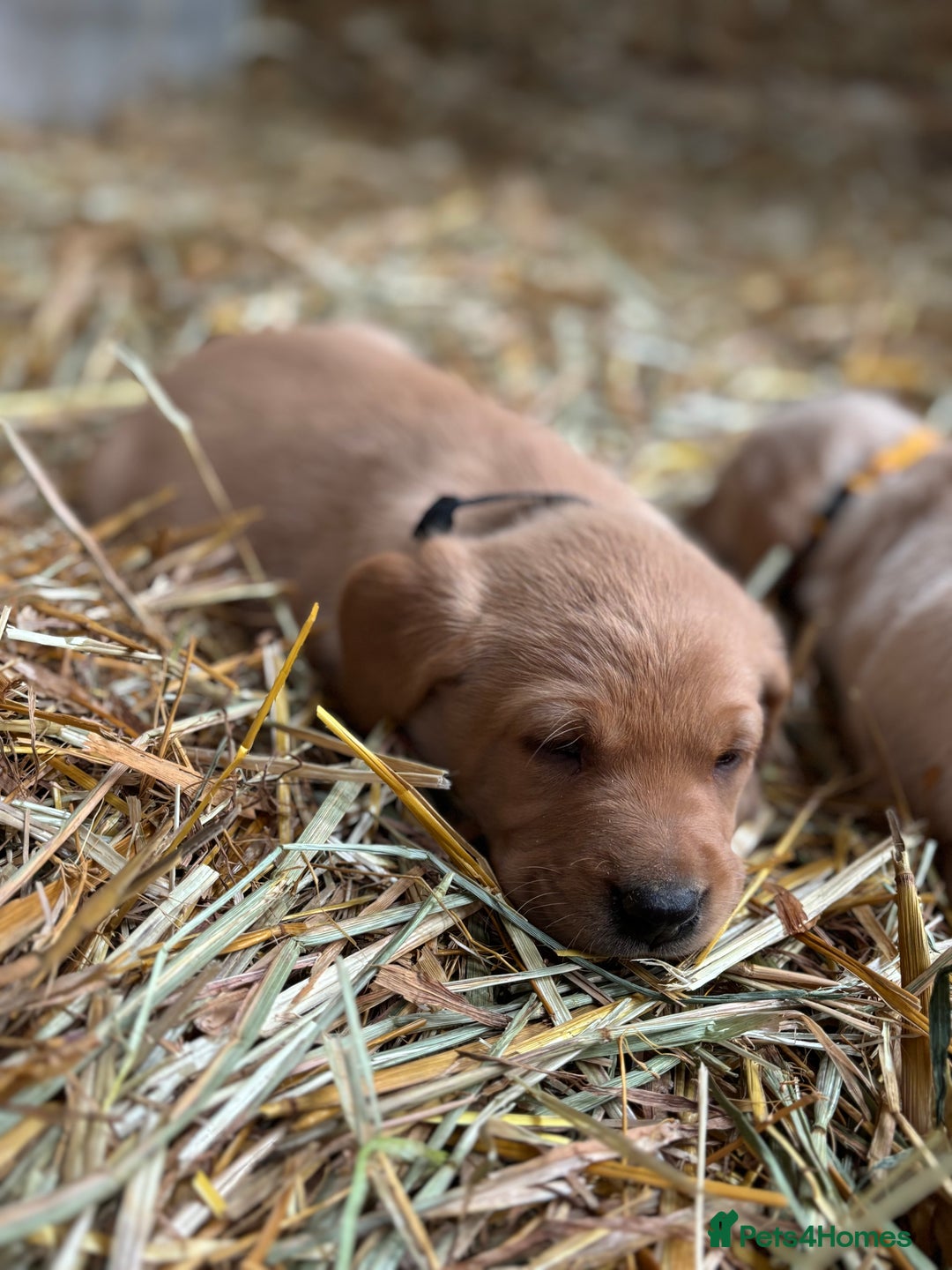 Labrador Retriever dogs for sale: KC Registered Labrador Puppies for Sale - Advert 15