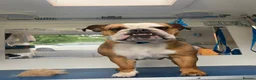 English Bulldog dogs for sale: English bulldog 5 years old - Advert 4