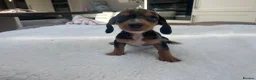 Miniature Dachshund dogs for sale: ****mini dachshunds *** in Nottingham - Advert 18