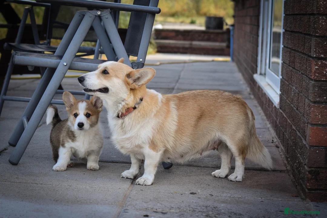 Welsh Corgi Pembroke dogs for sale:  Pembrokeshire Corgi Puppies for sale!🏡 - Advert 2