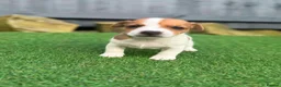 Jack Russell dogs for sale: Jack russell  - Advert 7