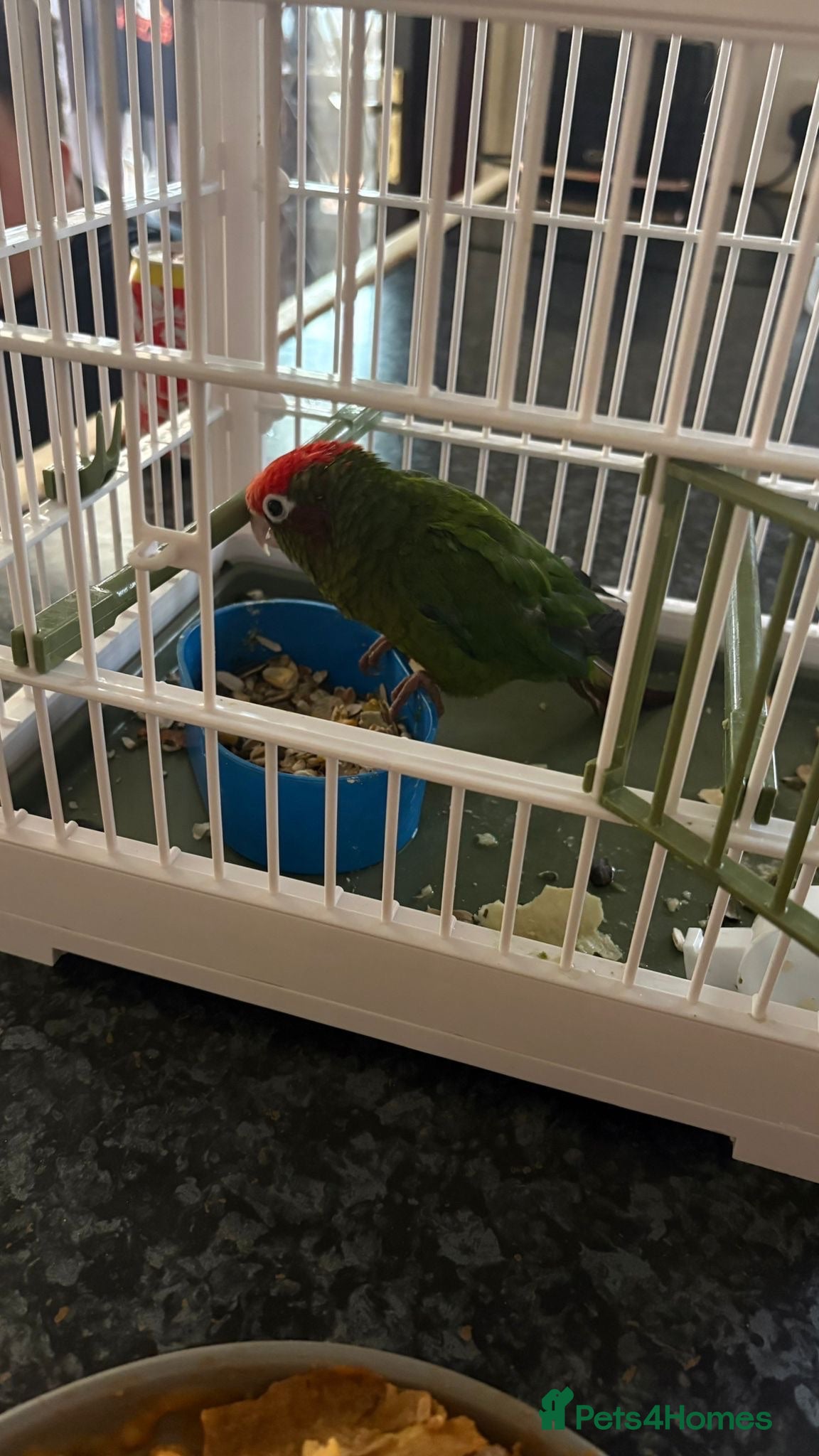 Conures birds Rose crowned conure  - Advert 11