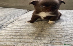 Mixed Breed dogs for sale: Beautiful chi-jack puppies🐕ready to leave🐕 - Image 11