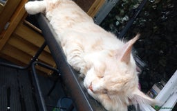 Maine Coon cats for sale: RED SMOKE MAINE COON MALE NOT NEUTERED - Image 4