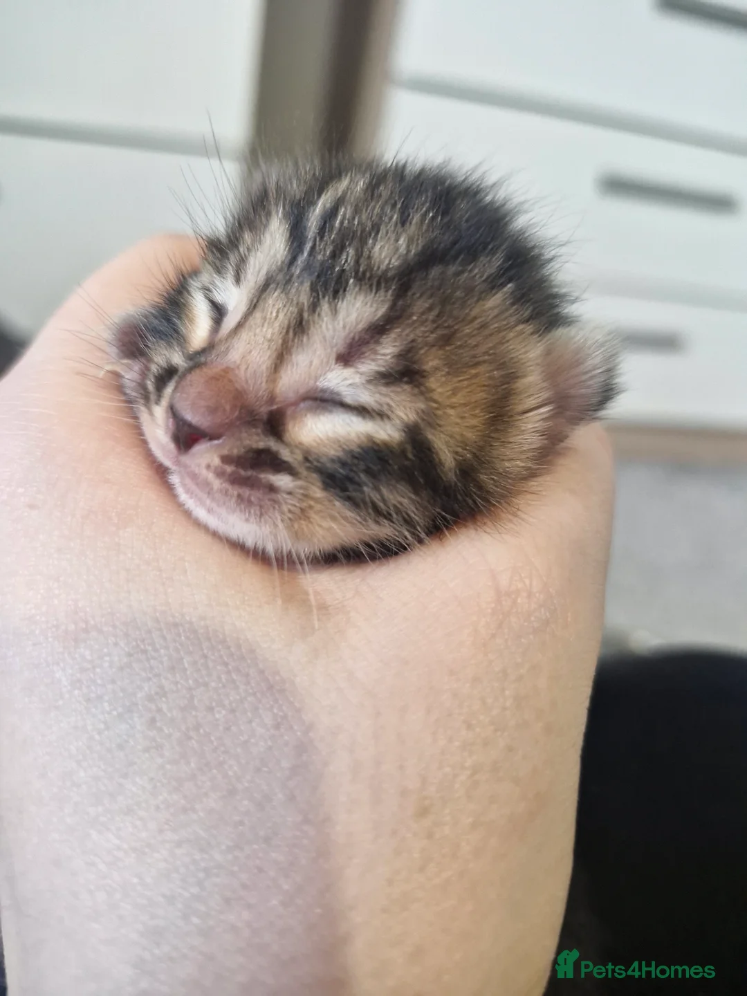 Bengal cats for sale: Genetic Health Tested Snow & Brown Bengal Kittens - Advert 17