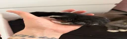 Mixed Breed cats for sale: Black and white kittens  - Advert 14
