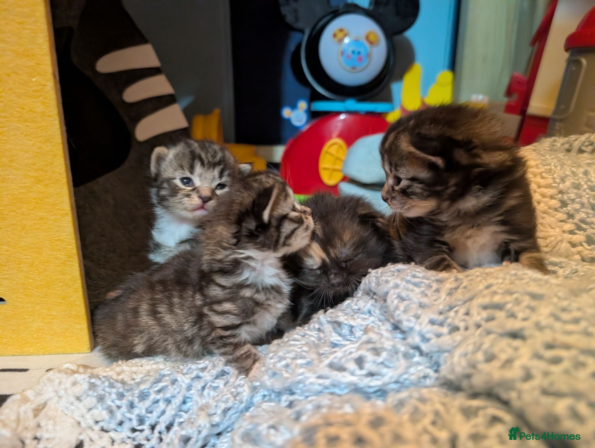 Mixed Breed cats Kittens for sale  - Advert 13