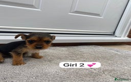 Mixed Breed dogs for sale: Beautiful tiny little puppies looking for homes  - Image 3