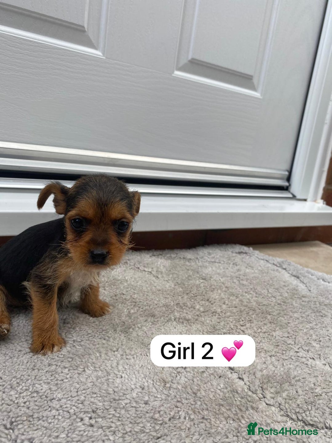 Mixed Breed dogs for sale: Beautiful tiny little puppies looking for homes  - Image 3