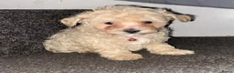 Maltipoo dogs for sale: F1 maltipoo puppies READY NOW Dad Russian poodle - Advert 2