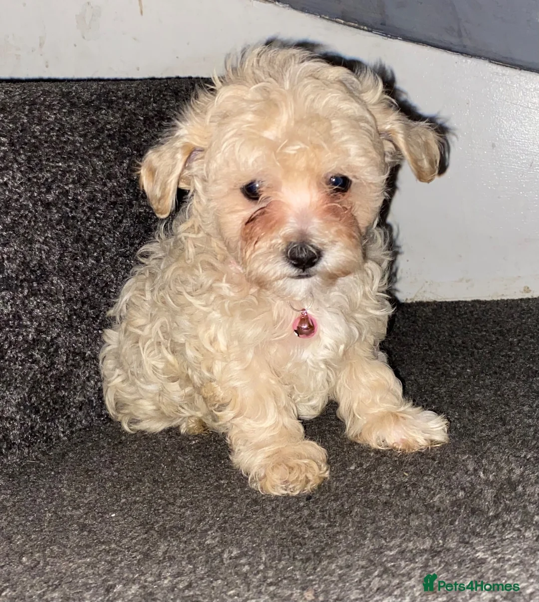Maltipoo dogs for sale: F1 maltipoo puppies READY NOW Dad Russian poodle - Advert 2