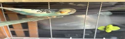 Budgerigars birds for sale: Baby budgies 10 weeks old  - Advert 5