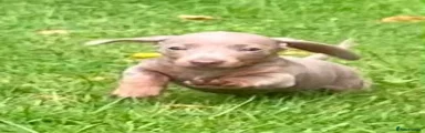 Miniature Dachshund 1