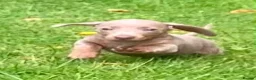 Miniature Dachshund dogs for sale: True KC Reg-Minature Dachshund Pups (Smooth Coat). - Advert 3