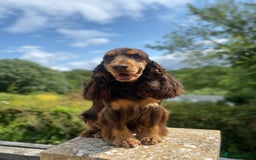 Cocker Spaniel dogs for stud: TRUE TO TYPE- Chocolate & Tan Show Cocker Spaniel in Holywell - Image 6