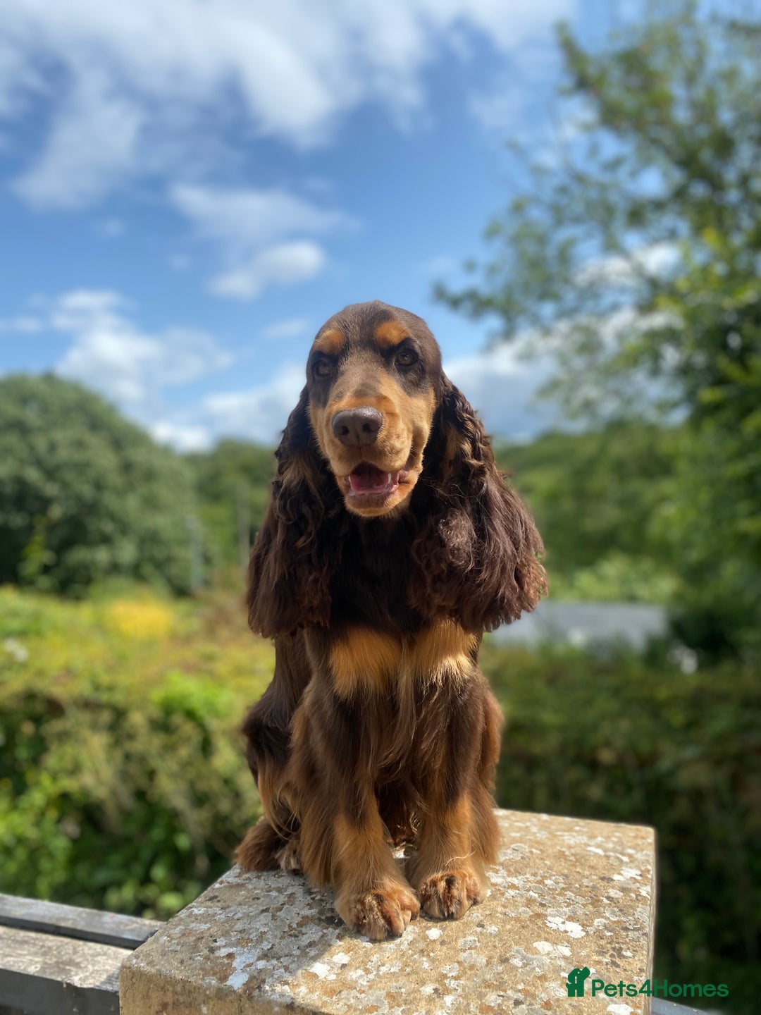 Cocker Spaniel dogs for stud: TRUE TO TYPE- Chocolate & Tan Show Cocker Spaniel in Holywell - Image 6