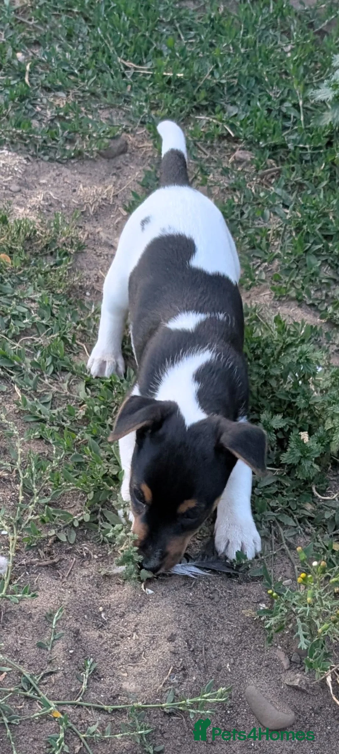 Jack Russell dogs for sale: Jack Russell Puppies for Sale - Advert 2