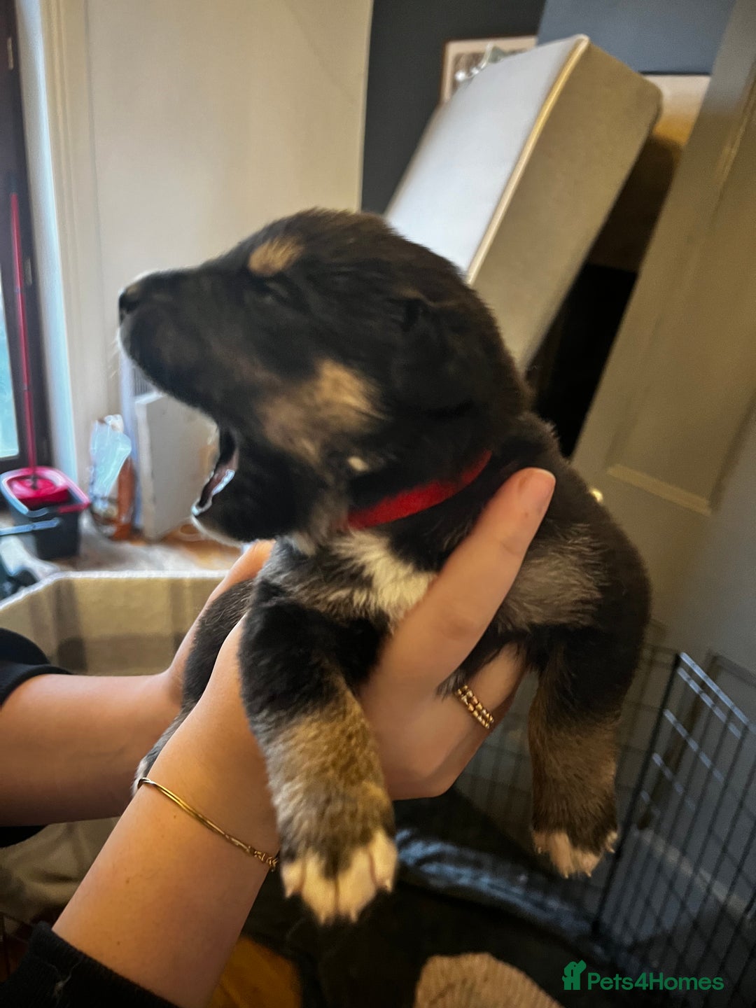 Mixed Breed dogs for sale: Bernese X Huskydor Pups - Advert 14