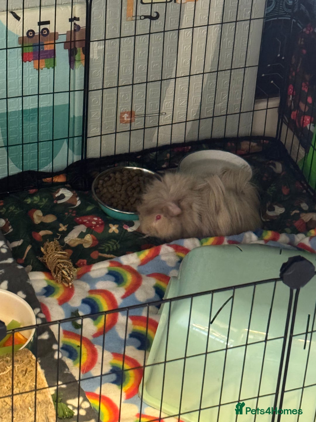 Guinea Pig rodents for sale: 3 male Guniea pigs and set up - Advert 3
