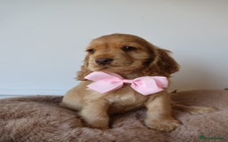 Cocker Spaniel dogs for sale: Stunning SHOW cockers READY TO LEAVE  - Image 20