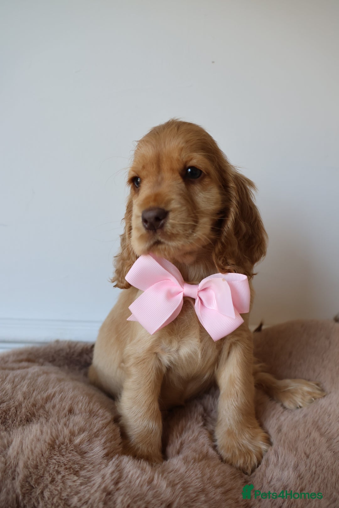 Cocker Spaniel dogs for sale: Stunning SHOW cockers READY TO LEAVE  - Image 20