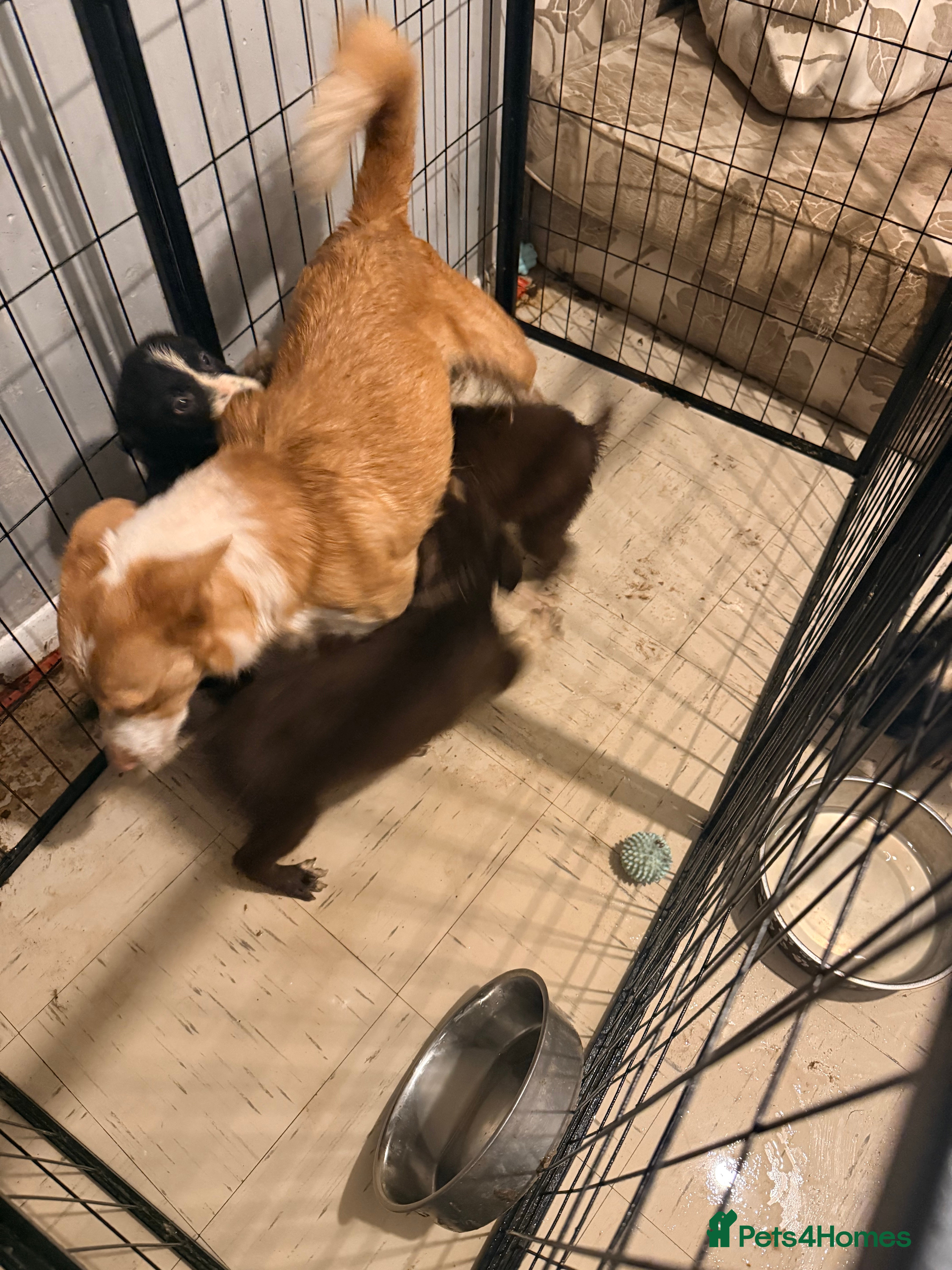 Border Collie dogs Puppies in Southwell - Advert 2