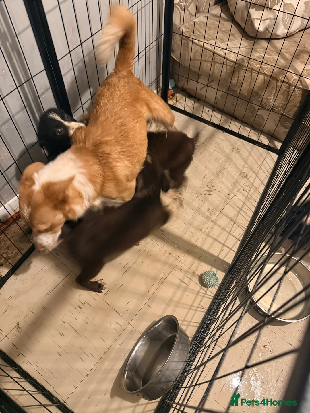 Border Collie dogs for sale: Puppies in Southwell - Advert 1