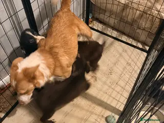 Border Collie dogs Puppies in Southwell - Advert 2