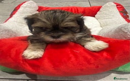 Shih Tzu dogs for sale: Beautiful Shih Tzu puppies - Image 6