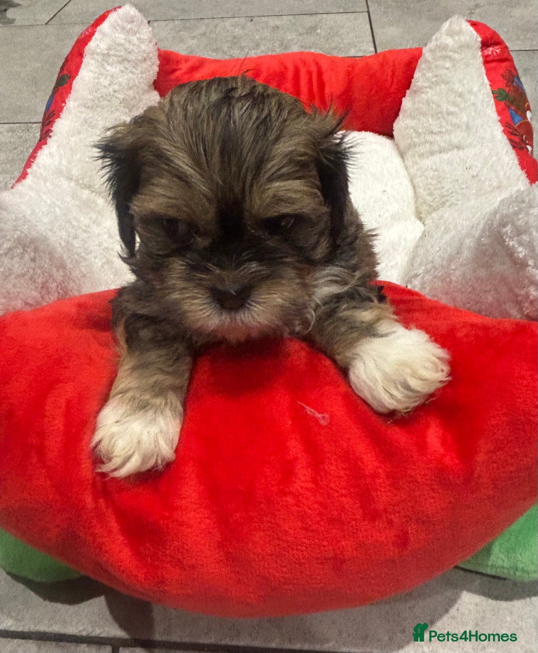 Shih Tzu dogs for sale: Beautiful Shih Tzu puppies - Image 6