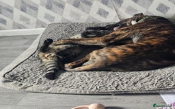 Mixed Breed dogs for sale: Hunt away/Presa Canario - Image 5