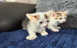 Mixed Breed cats for sale: Adorable Kittens Ready for Their Forever Homes!  - Image 4