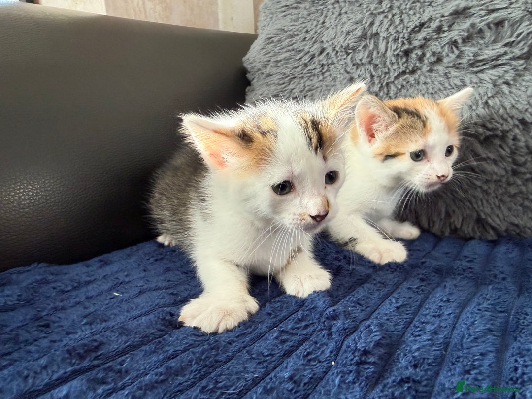 Mixed Breed cats for sale: Adorable Kittens Ready for Their Forever Homes!  - Image 4