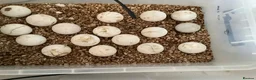 Tortoise reptiles for sale: LEOPARD TORTOISE - Advert 3