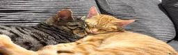 Domestic Shorthair cats for sale: grey and ginger tabby kittens in London - Advert 9