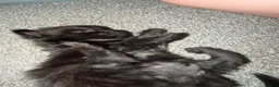 Mixed Breed cats for sale: 2 beautiful smoke colour boy kittens - Advert 3