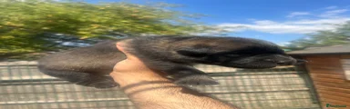 German Shepherd 3