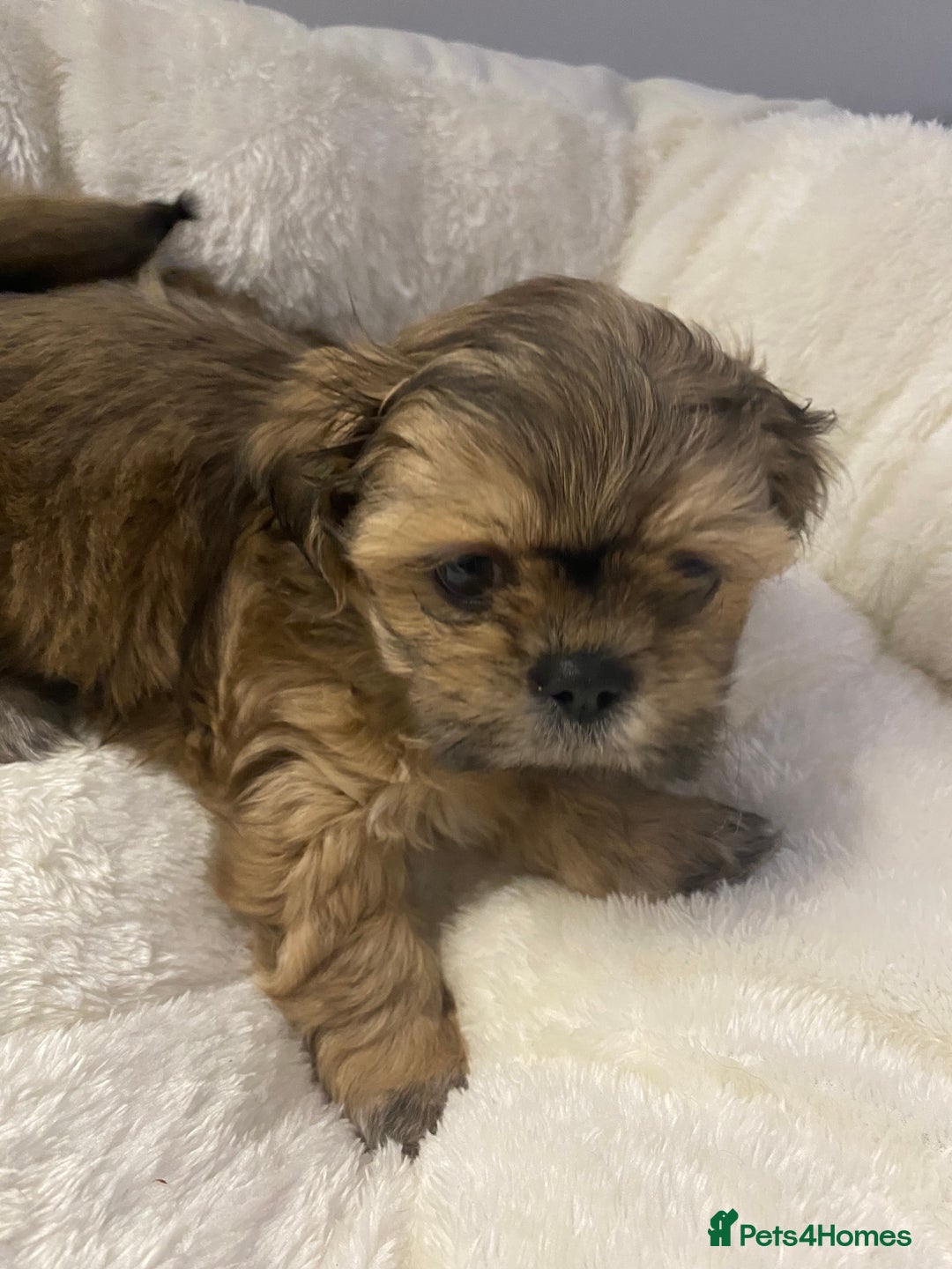 Shih Tzu dogs for sale: Imperial Shih Tzu three girls available - Advert 8