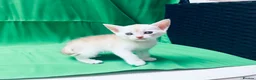 Abyssinian cats for sale: 🌟 CHAMPION LINES SILVER BLACK & SILVER CINNAMON  - Advert 3