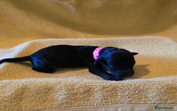 Shihpoo dogs for sale: ADORABLE F1B SHIHPOO PUPPIES! - Image 5