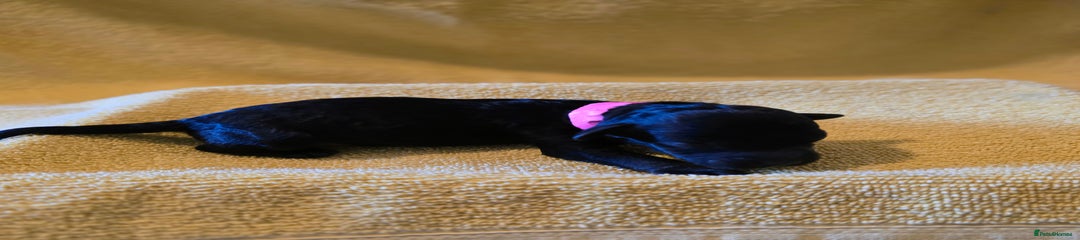 Shihpoo Puppy 5 (Pink)