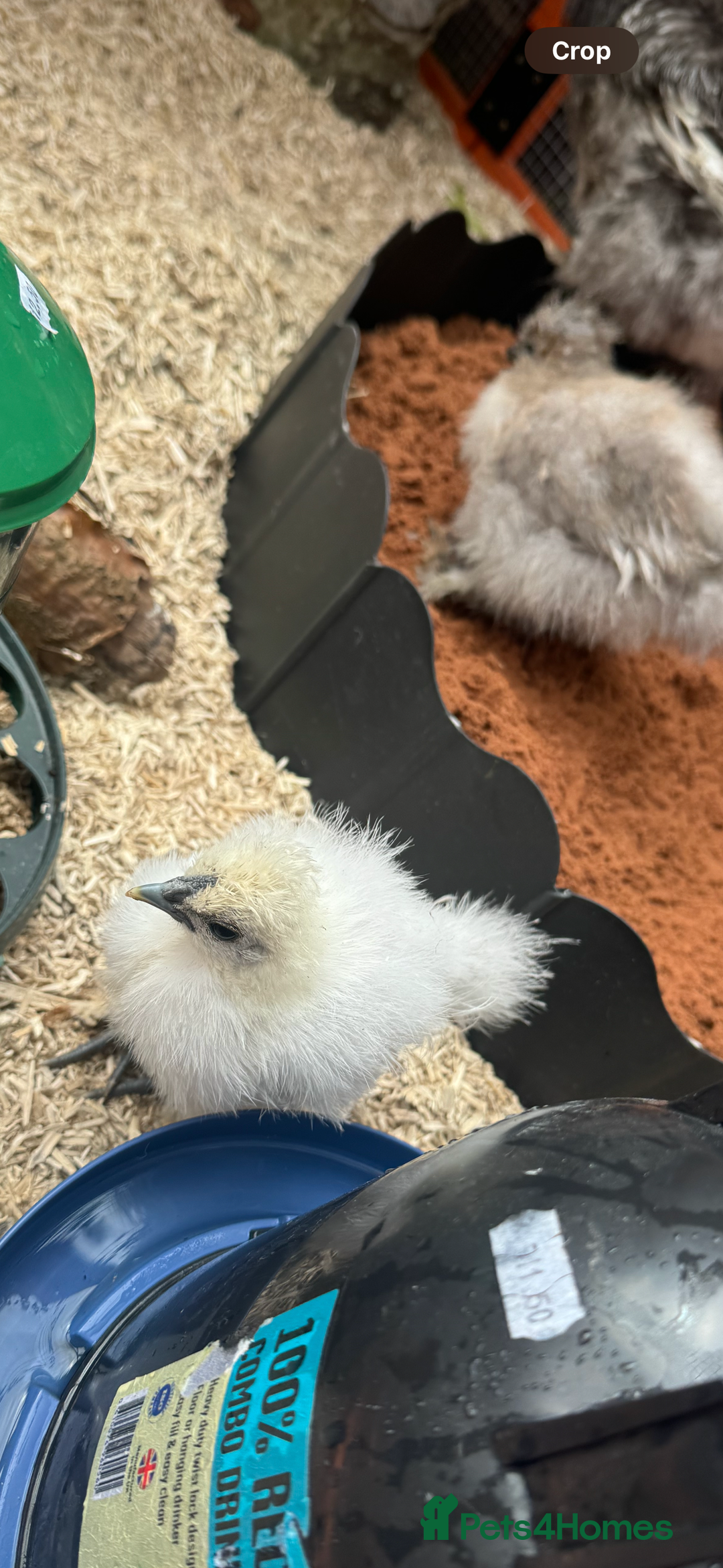 Chickens poultry for sale: Silkie chicks  - Image 3