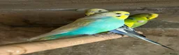 Mixed Breed birds for sale: Birds for sale *read description*  - Advert 8