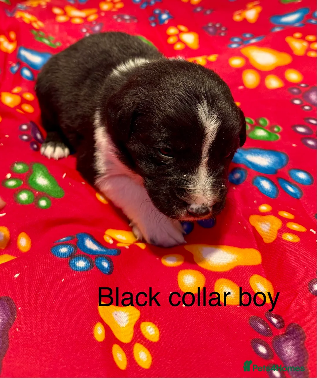 Sprollie dogs for sale: Sprollie puppies from experienced breeder - Advert 18