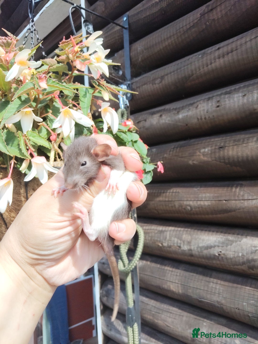 Rat rodents for sale: Beautiful baby rats dumbos smooth and rex  - Image 7