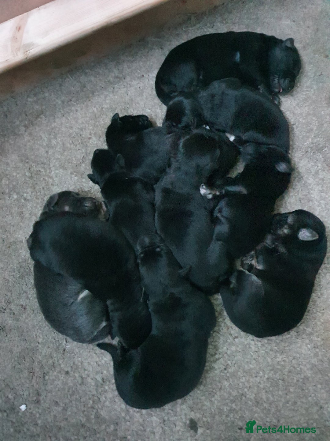 Mixed Breed dogs for sale: German Shepherd x Labrador puppies - Image 2